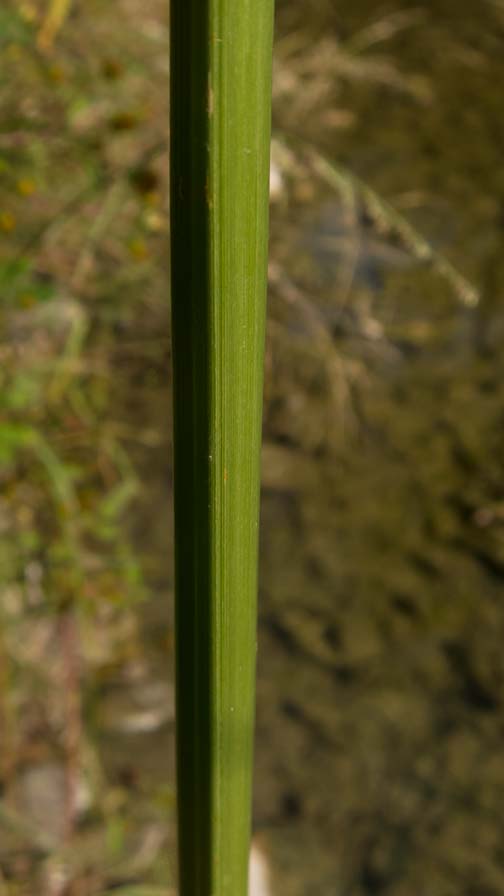 Cyperus glomeratus / Zigolo ferrugineo